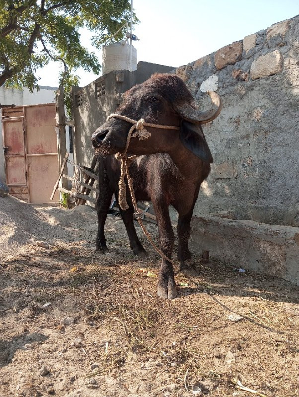 ભેંશ વેચવાની છે