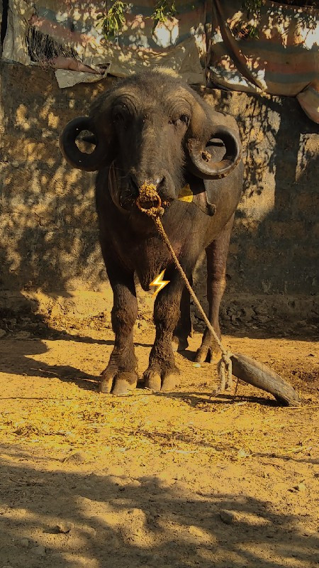 પાડો વેચવાનો છે