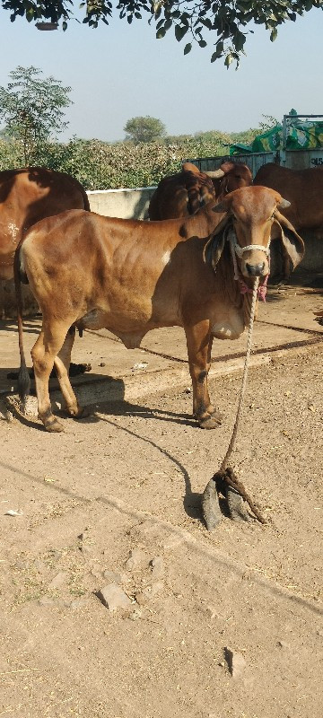 ગાય વેચવાની છે.