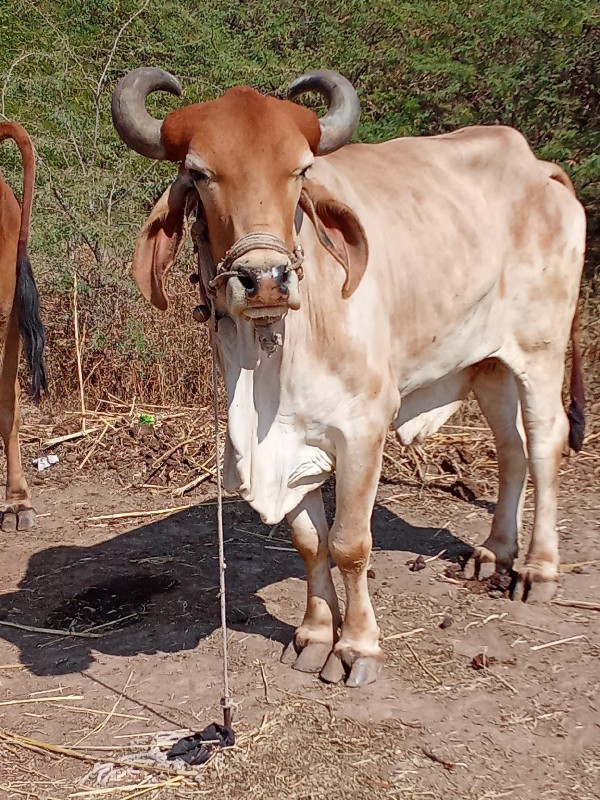 કોઈ જવાબદારી છે...