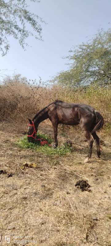 ધોડી