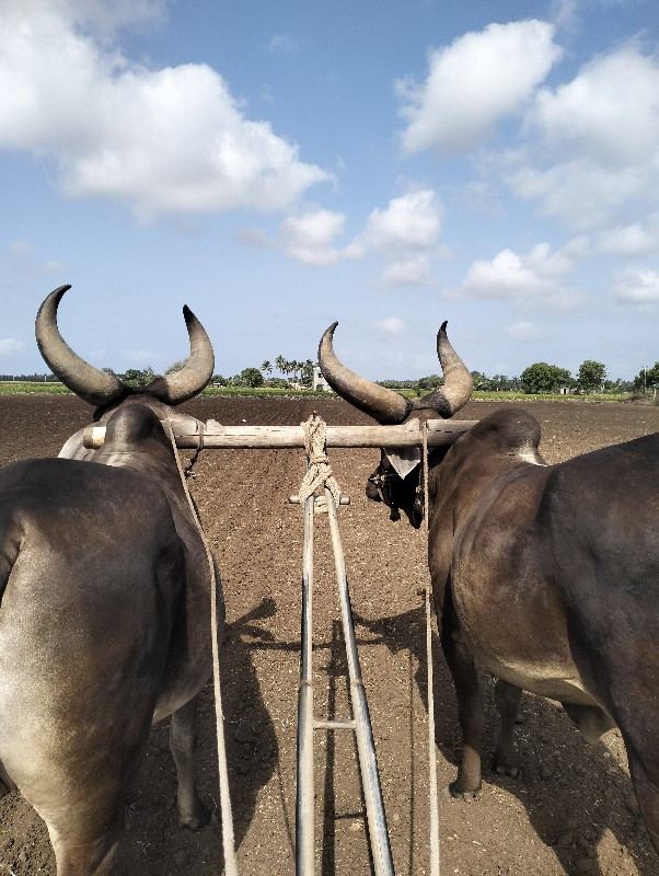 બળદ વેચવાના છે