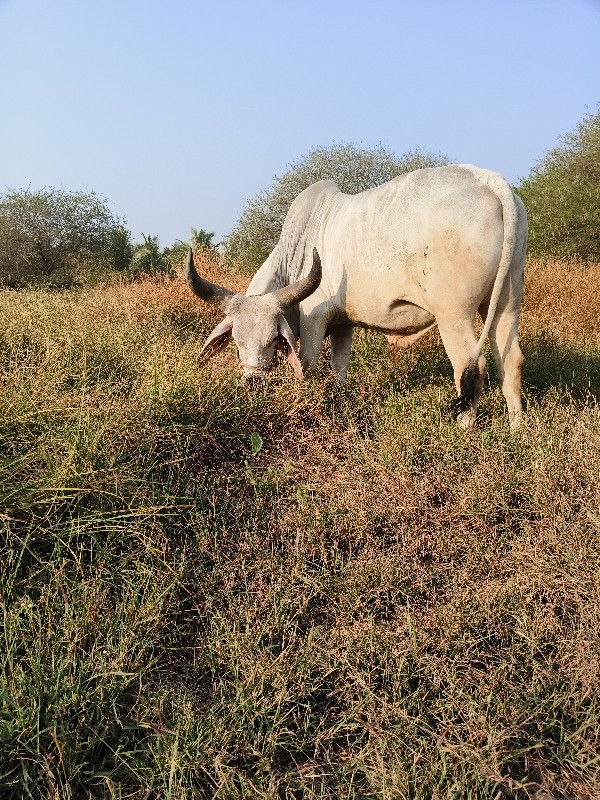 ગોઠલા વેચવાના છ...