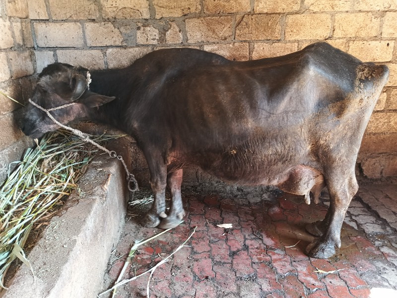 આ ભેંસ વેચવાની...