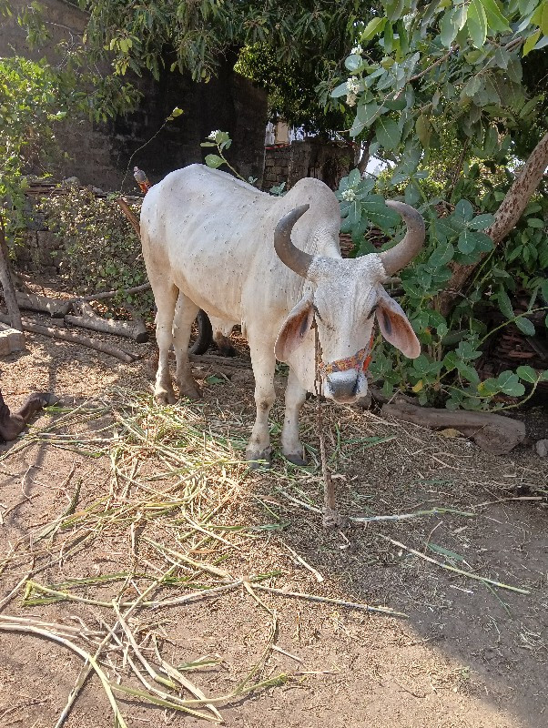 બળદ વેસવા નો સે