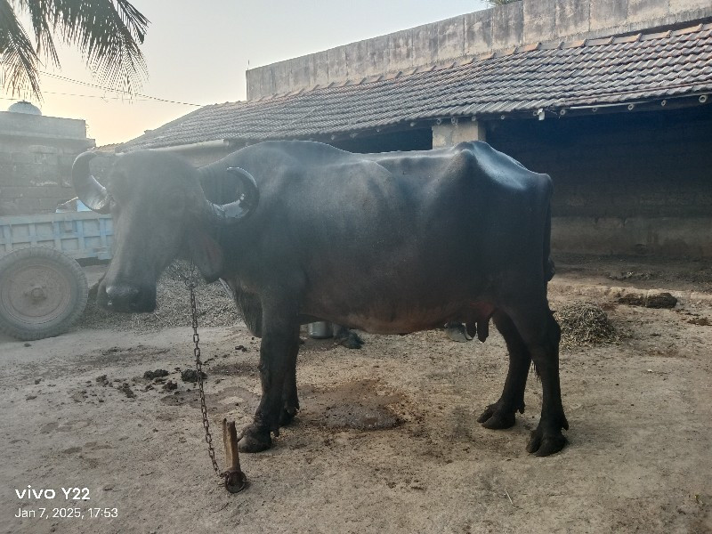 ભેંસ વેચવાની છે