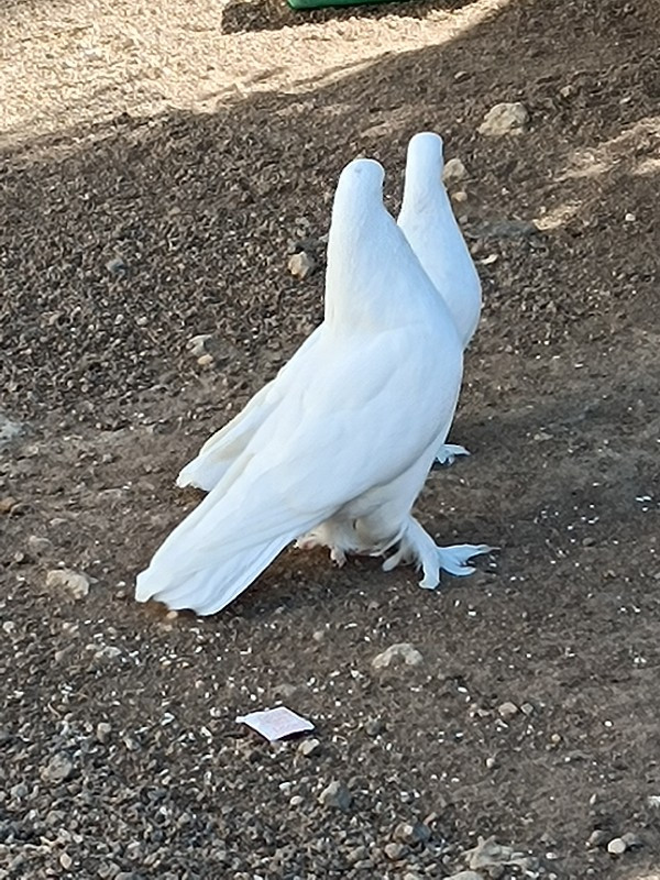 કબુતર વહેંચવાના...