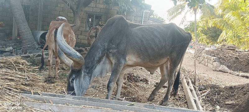 બળદ વેચવાનો પ્ર...