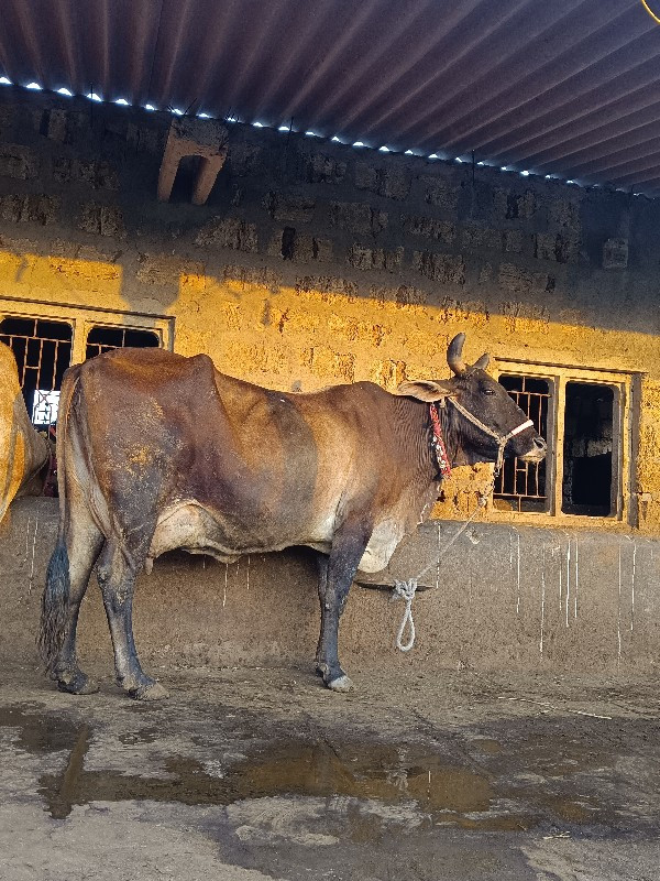 ગાય વેચવાની છે