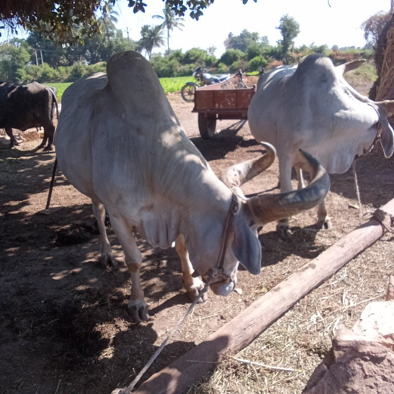 બળદ વેસવાનોસે જ...