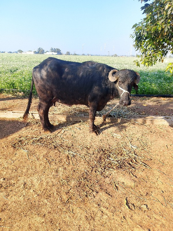 પેલુ વેતર વીયાણ...