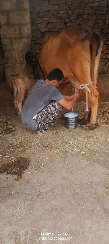 ગાય વેચવાની છે