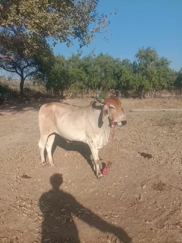 ગોઢલો લે વા નો...