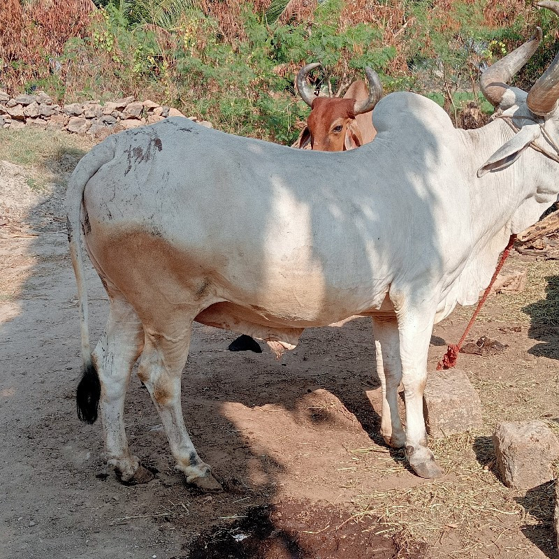 બળદ વેચવાનો છે