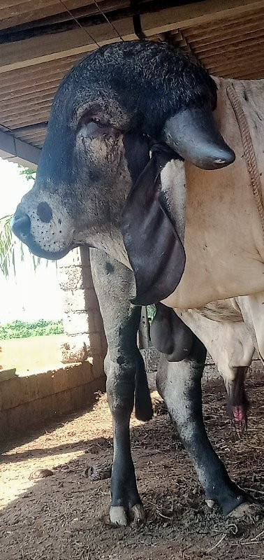 ખુટ વેચવાનો છે