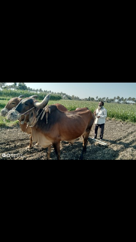 બળદ વેચવાના છે