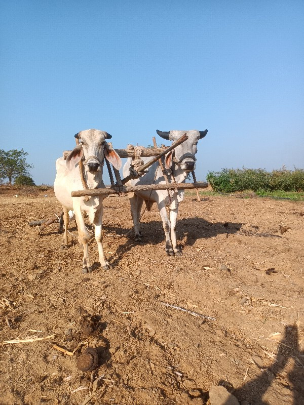 ગોડલા વેચવાના છ...