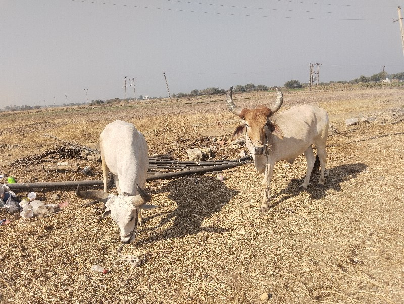 બળદ વેચવાના છે