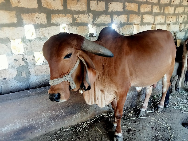 દેશી ગાય વેચવાન...