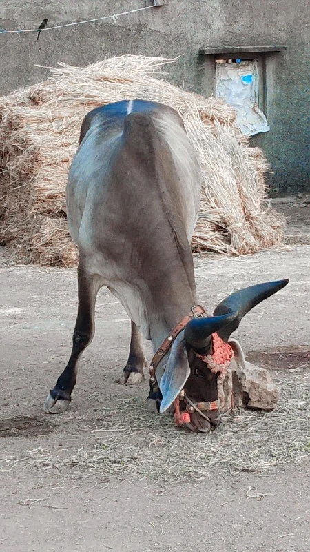 ગોઢલા  વેચવાના