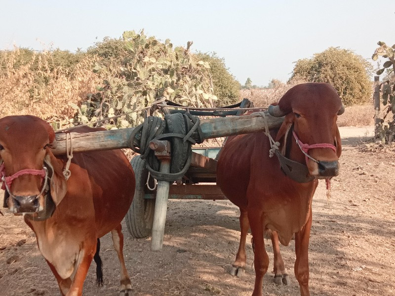 વાછડાં વેચવાના...