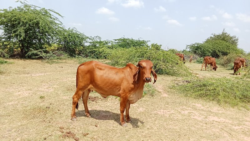 ગાય 🐄