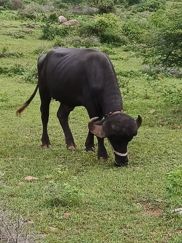 પાડો