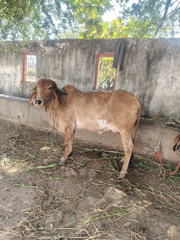 गिर गाय