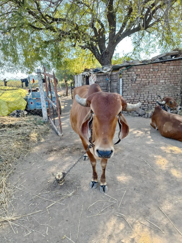 દેશી ગાય