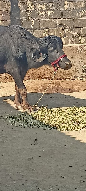 ભેસ વેચવાની છે.