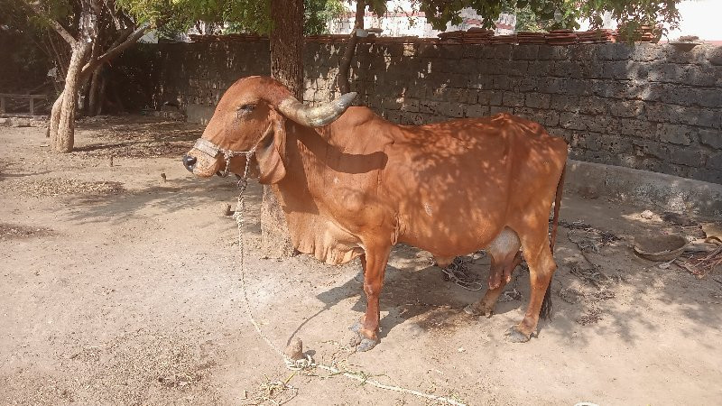 ગાયવેશવાનીશે