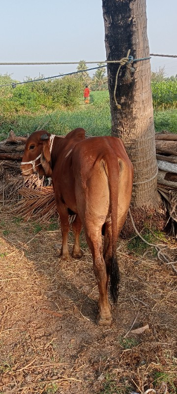 ગોધલોવેશવાનોશે