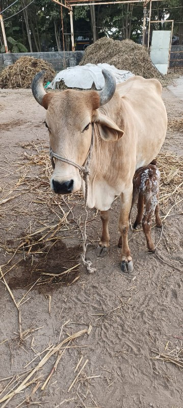 ગાય વેચવાની છે