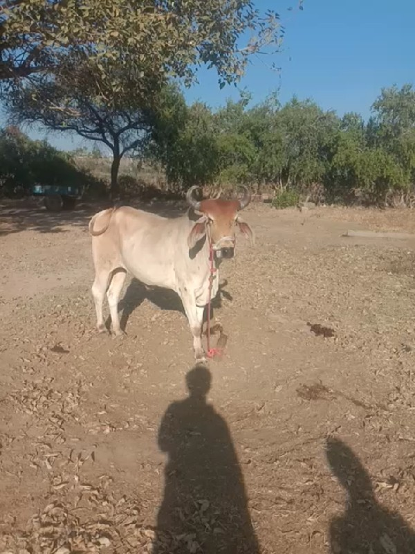 ગોઢલો લે વા નો...