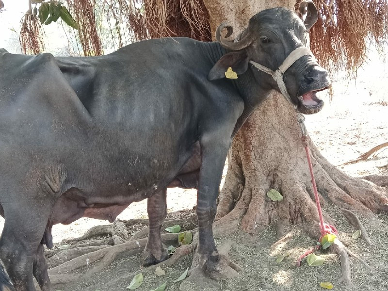 ભેંસ વેચવાની છે