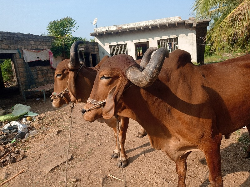 બડદ વેશવાના છે