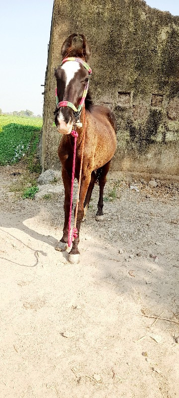 વસેરી વેચવાની શ...