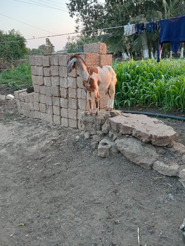 Bakri