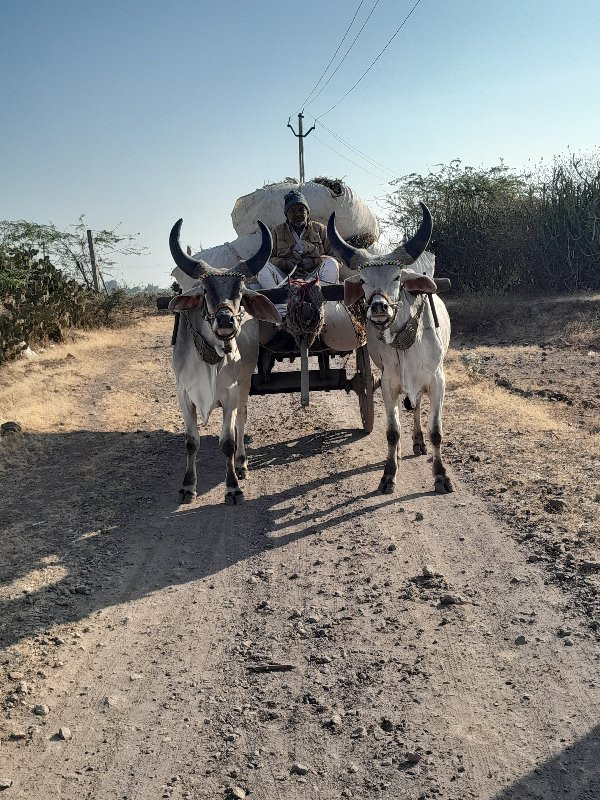 ઘોધલા વેચવા ના...