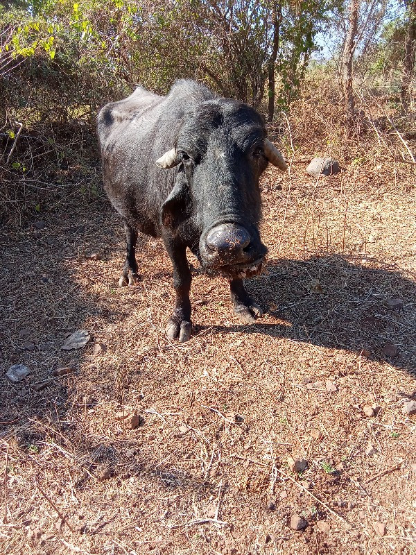 ભેસ વેચવાની છે