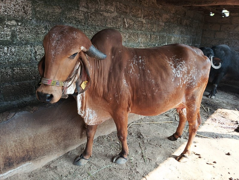 ગાય વેચવાની છે