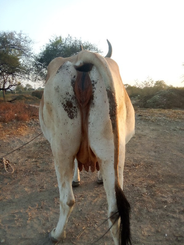 ગાય વેસવાની છે