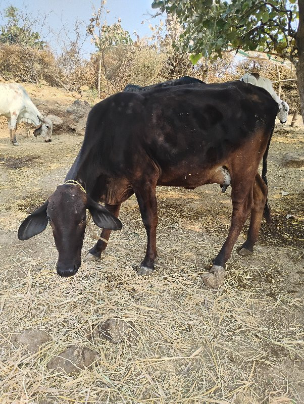 જર્સી વેચવાની છ...