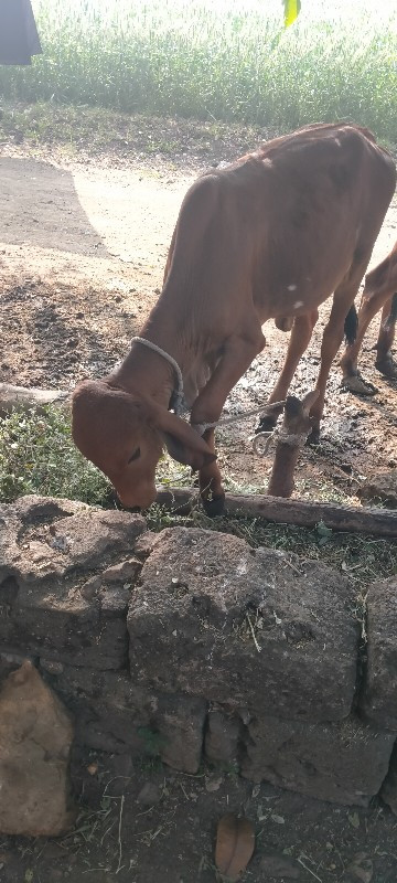 વાચડી દેવા ની મ...