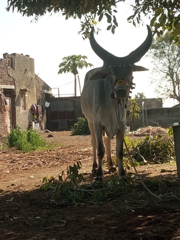 વાછડો