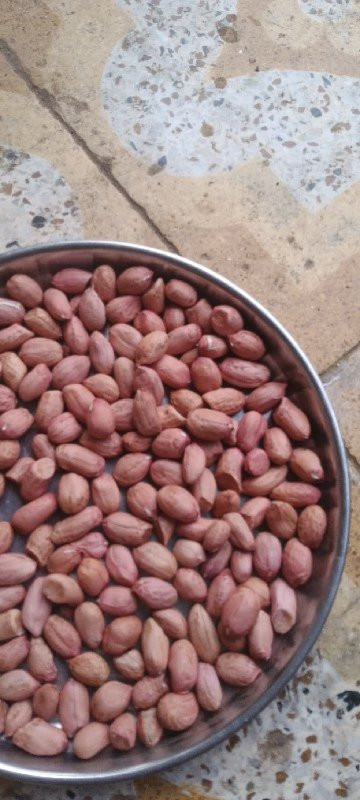 જી...45
મગફળી બિયારણ માટે વેચવા