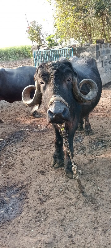 ભેંસ વેચવાની છે