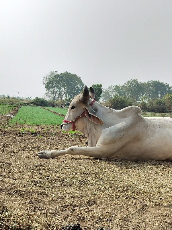 વેચવા નો છે