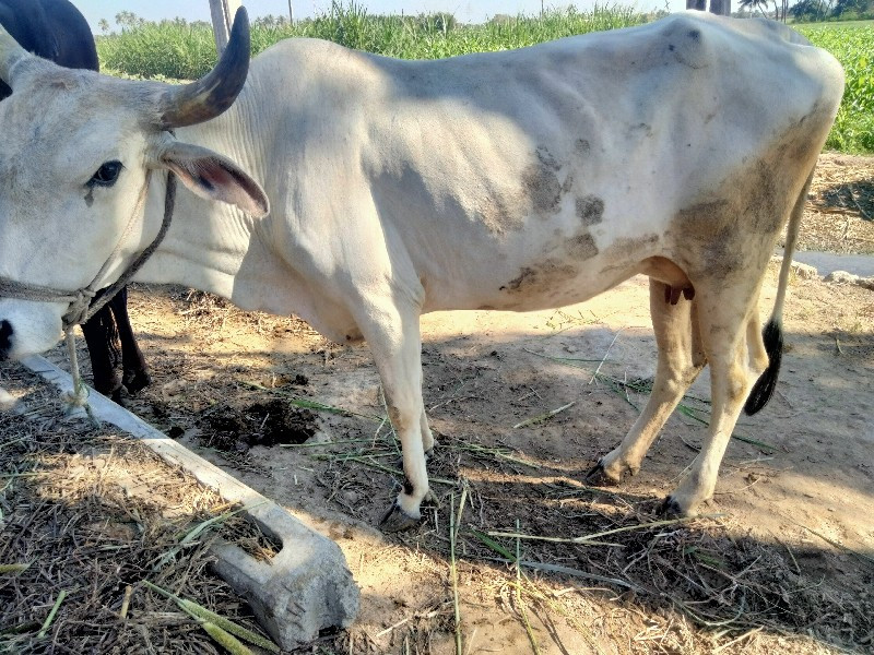 દેશી ગાય વેચવાન...