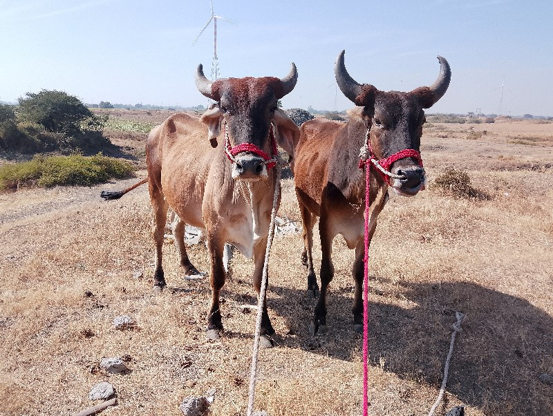 સાવ સો જાજે ફુલ...